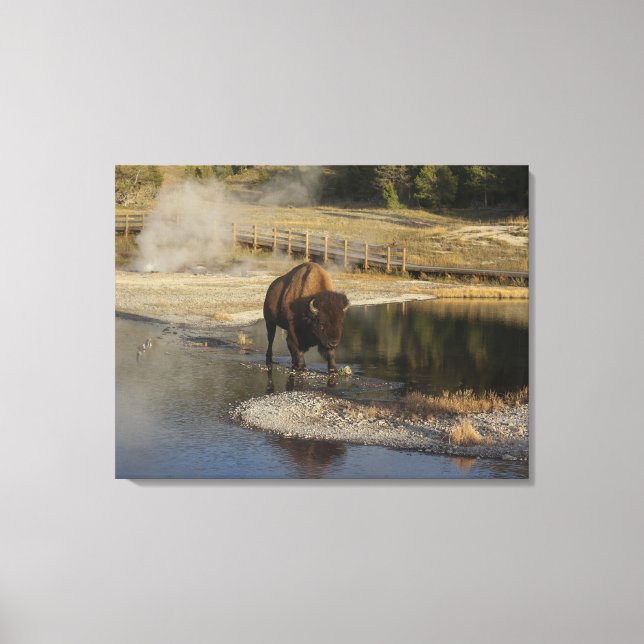 Lienzo Fotografía de vida silvestre Bison Yellowstone (Anverso)