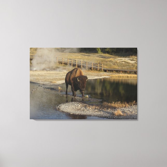 Lienzo Fotografía de vida silvestre Bison Yellowstone (Anverso)