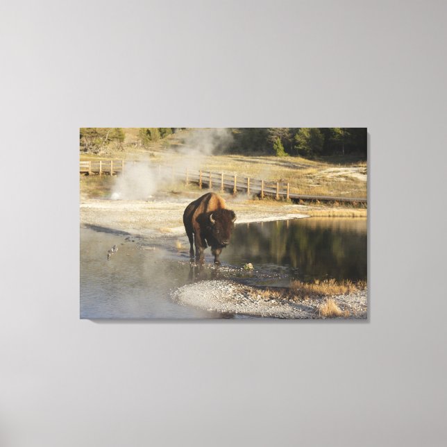 Lienzo Fotografía de vida silvestre Bison Yellowstone est (Anverso)
