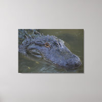 Fotografía de vida silvestre en un lagarto estadou