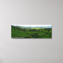 Fotografía del paisaje de la plantación de té de M