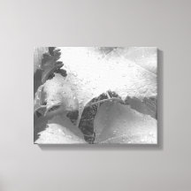 Fotografía en blanco y negro de hojas de uva húmed