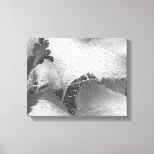 Lienzo Fotografía en blanco y negro de hojas de uva húmed (Anverso)