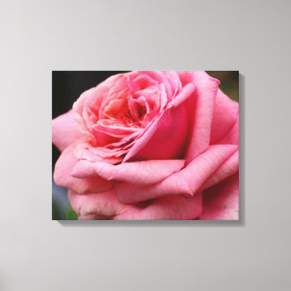 Lienzo Fotografía floral Rosa I Bonito
