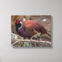 Fotografía fotográfica de naturaleza faisana