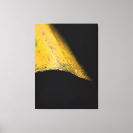 Lienzo Fotografía minimalista de la naturaleza Hoja en la