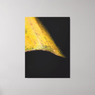 Lienzo Fotografía minimalista de la naturaleza Hoja en la