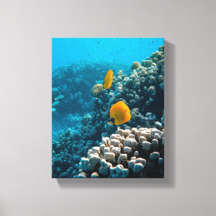 Lienzo Fotos acuáticas náuticas Fotografía de animales ma
