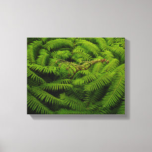 Lienzo Fotos de Fern Bella Artes