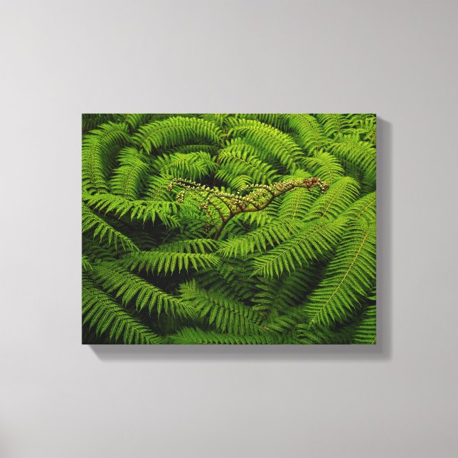 Lienzo Fotos de Fern Bella Artes (Anverso)