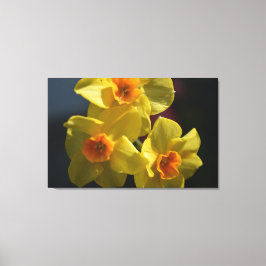 Lienzo Fotos de flores de daffodil amarillas de primavera