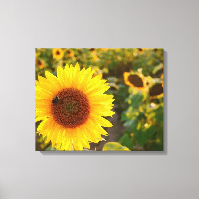 Lienzo Fotos del mejor girasol del Hardy amarillo (Anverso)