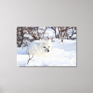 Lienzo Fox ártica en invierno