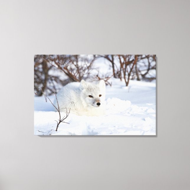 Lienzo Fox ártica en invierno (Anverso)