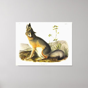 Lienzo Fox de Swift (Vulpes Velox) de los cuatripedos de