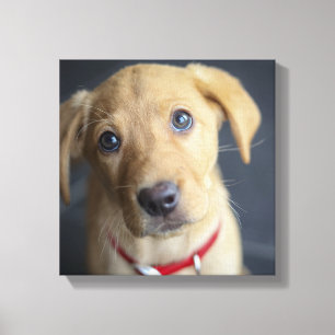 Lienzo Fox Red Labrador Puppy