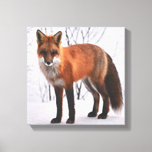Lienzo Fox Roja En Invierno