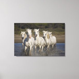 Lienzo Francia, Camargue. Caballos corren