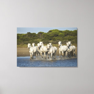 Lienzo Francia, Camargue. Caballos corren a través del es
