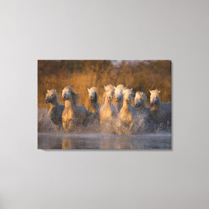 Lienzo Francia, Provenza. Caballos blancos de Camargue