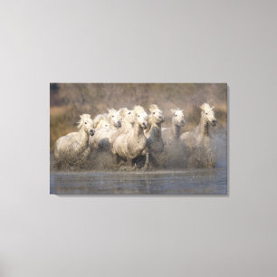 Lienzo Francia, Provenza. Caballos blancos de Camargue co