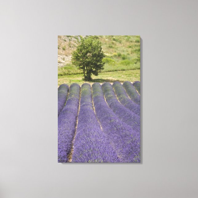 Lienzo Francia, Provenza. Filas de lavanda en flor. (Anverso)