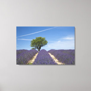 Lienzo Francia, Provenza. Filas de lavanda en flor. 4