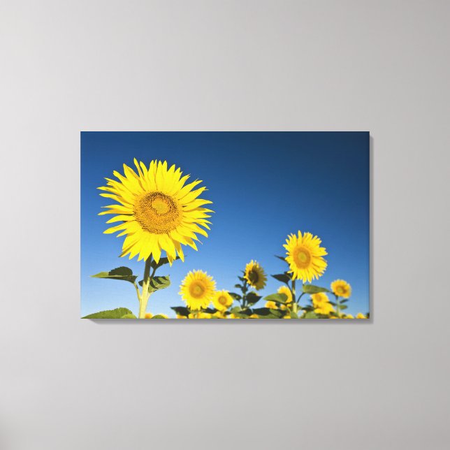 Lienzo Francia, Provenza, Valensole. Girasoles de pie (Anverso)