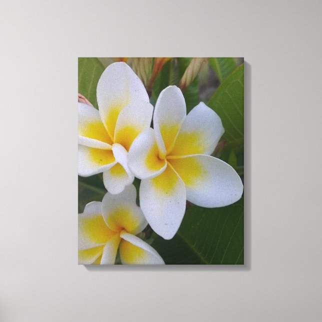 Lienzo Frangipani Canvas (Anverso)