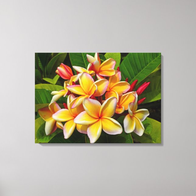 Lienzo Frangipani hawaiano (Anverso)