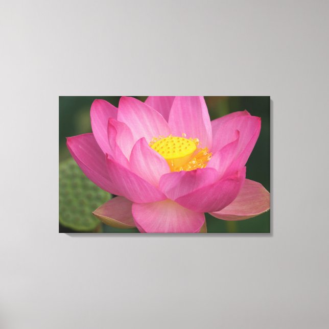 Lienzo Franklin NC, Jardín del Agua de Perry, Lotus 2 (Anverso)