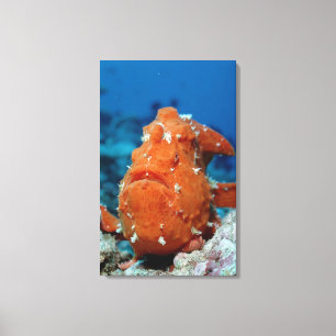 Lienzo Frogfish gigante que muestra su señuelo de la