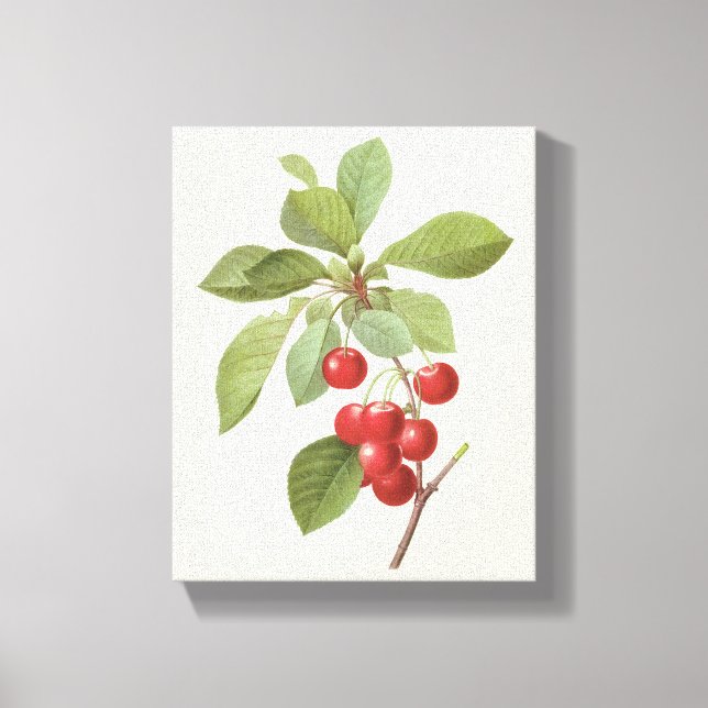 Lienzo Fruta Antigua Cereza Comida, Cerezas de Redoute (Anverso)