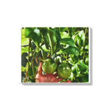 Fruta Verde