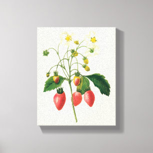 Lienzo Frutas vintage bayas fresas por Redoute