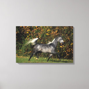 Lienzo Funcionamiento de los árabes: Otoño