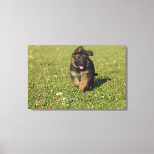 Lienzo Funcionamiento del perrito