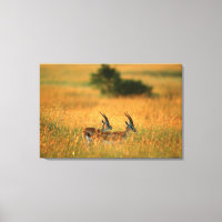 Gacela de Thomson (Gazella Thomsonii) al amanecer