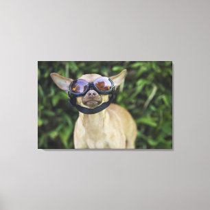 Lienzo Gafas que llevan de la chihuahua