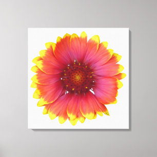 Lienzo Gaillardia 1