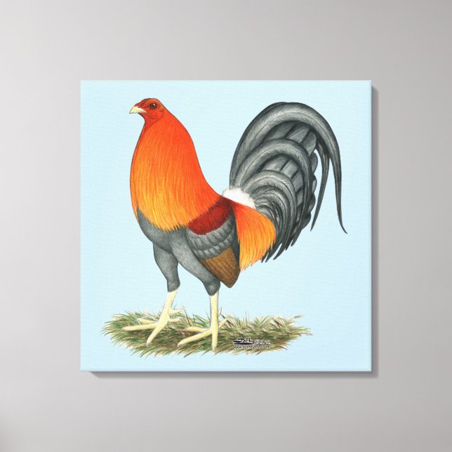 Lienzo Gallo Azul Rojo Gamecock (Anverso)