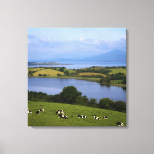 Lienzo Ganado de Holstein-Fresian, bahía de Bantry,