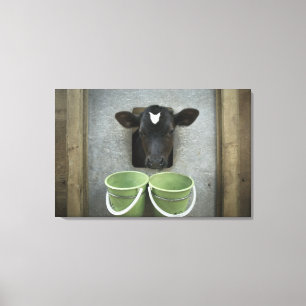 Lienzo Ganado, pluma individual