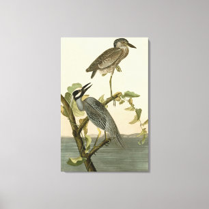 Lienzo Garza amarilla de las aves auduónicas de América