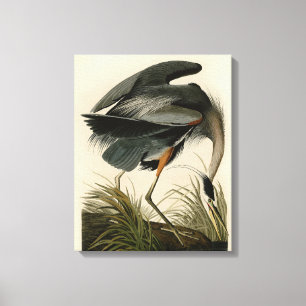 Lienzo Garza azul grande de Audubon Marsh Bird