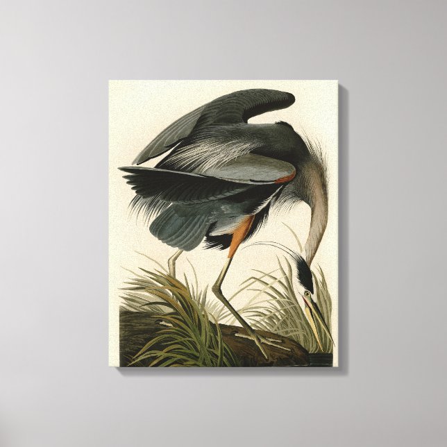 Lienzo Garza azul grande de Audubon Marsh Bird (Anverso)