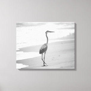Lienzo Garza blanca y negra caminando en la playa 16x20