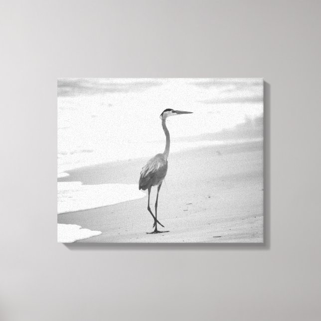 Lienzo Garza blanca y negra caminando en la playa 16x20 (Anverso)