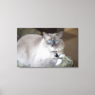 Lienzo Gata Ragdoll hembra