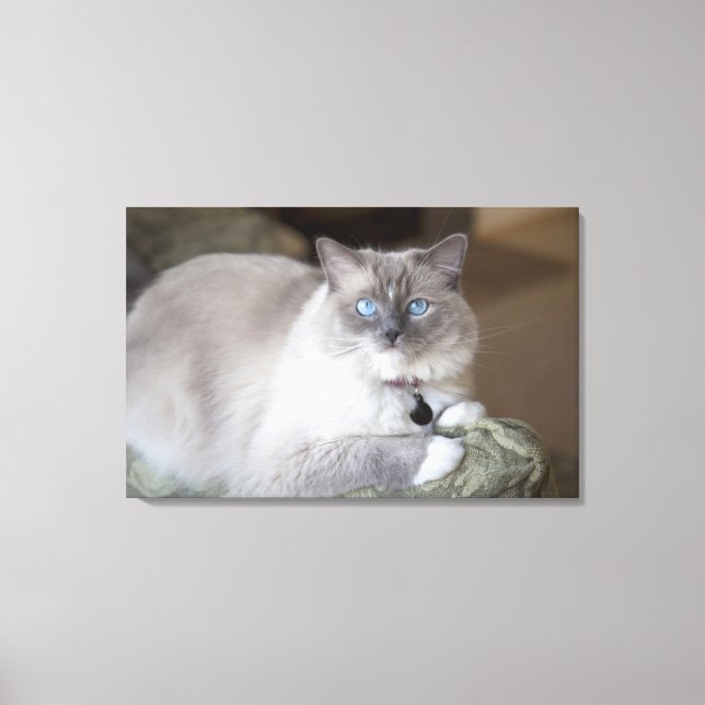 Lienzo Gata Ragdoll hembra (Anverso)